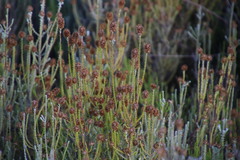 Seriphium cinereum