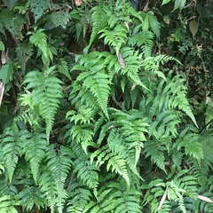 Metathelypteris uraiensis