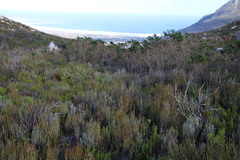 Seriphium cinereum