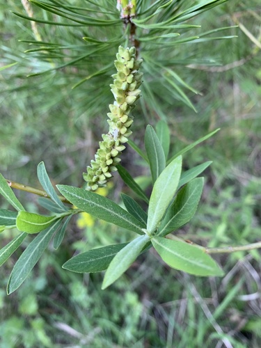 vŕba sivá (Salix eleagnos)