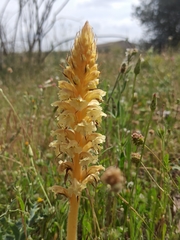 Orobanche amethystea amethystea