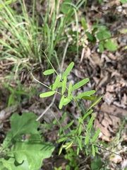 Vicia minutiflora