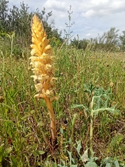 Orobanche amethystea amethystea