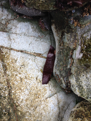 Chondracanthus