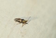Metopoplax