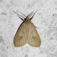 Trocodima lenistriata