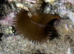 Actinia striata