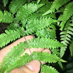 Metathelypteris uraiensis