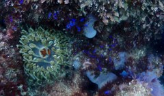 Phlyctenanthus australis