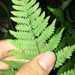 Metathelypteris uraiensis