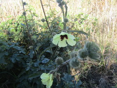 Hibiscus diversifolius