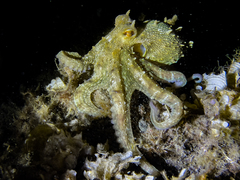 Octopus vulgaris