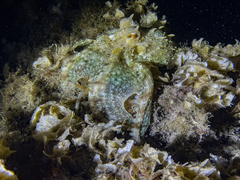 Octopus vulgaris