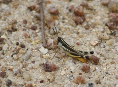Macrotona australis