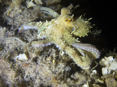 Octopus vulgaris