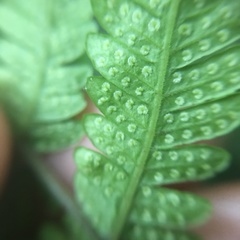 Metathelypteris uraiensis