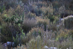 Seriphium cinereum