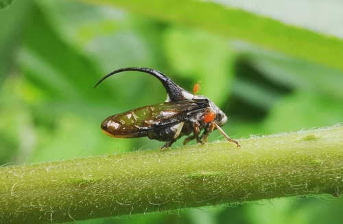 Romachaeta brachynotum, 2022-05-15