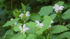 Lamium flexuosum