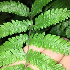 Metathelypteris uraiensis