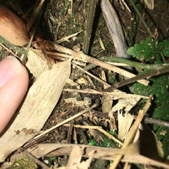 Metathelypteris uraiensis