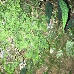 Hymenophyllum paniculiflorum