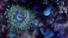 Phlyctenanthus australis