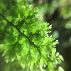 Hymenophyllum paniculiflorum