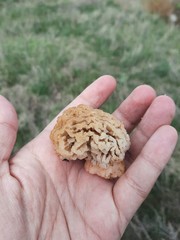 Morchella steppicola