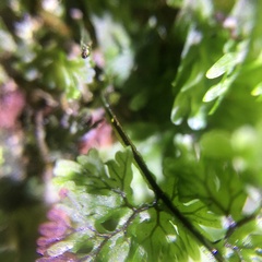 Hymenophyllum paniculiflorum