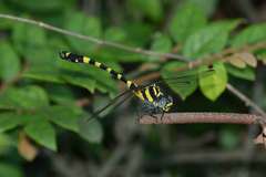 Lamelligomphus ringens