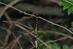 Lamelligomphus ringens