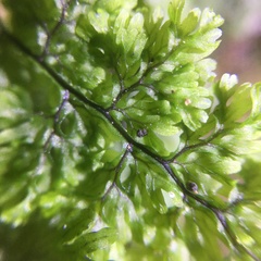 Hymenophyllum paniculiflorum