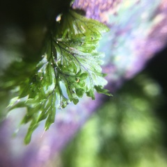 Hymenophyllum paniculiflorum