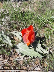 Tulipa greigii