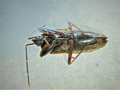 Eremocoris fenestratus