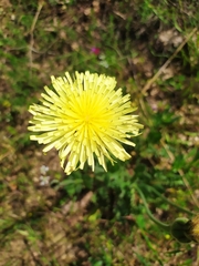 Urospermum dalechampii