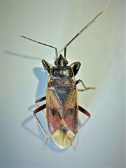 Eremocoris fenestratus
