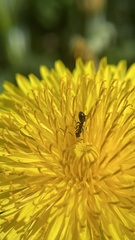 Formicoidea
