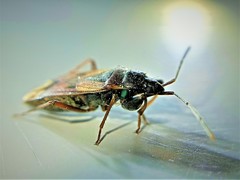 Eremocoris fenestratus