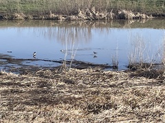 Recurvirostra americana