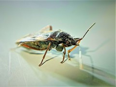 Eremocoris fenestratus