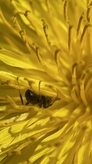 Formicoidea