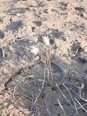 Tulipa biflora sensu lato