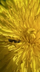 Formicoidea