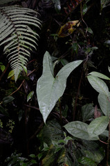 Chlorospatha