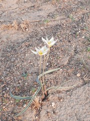 Tulipa biflora sensu lato
