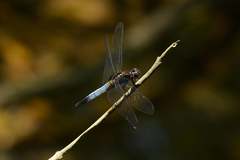 Orthetrum internum