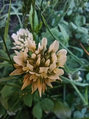 Trifolium repens