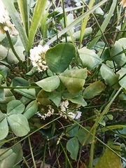 Trifolium repens
